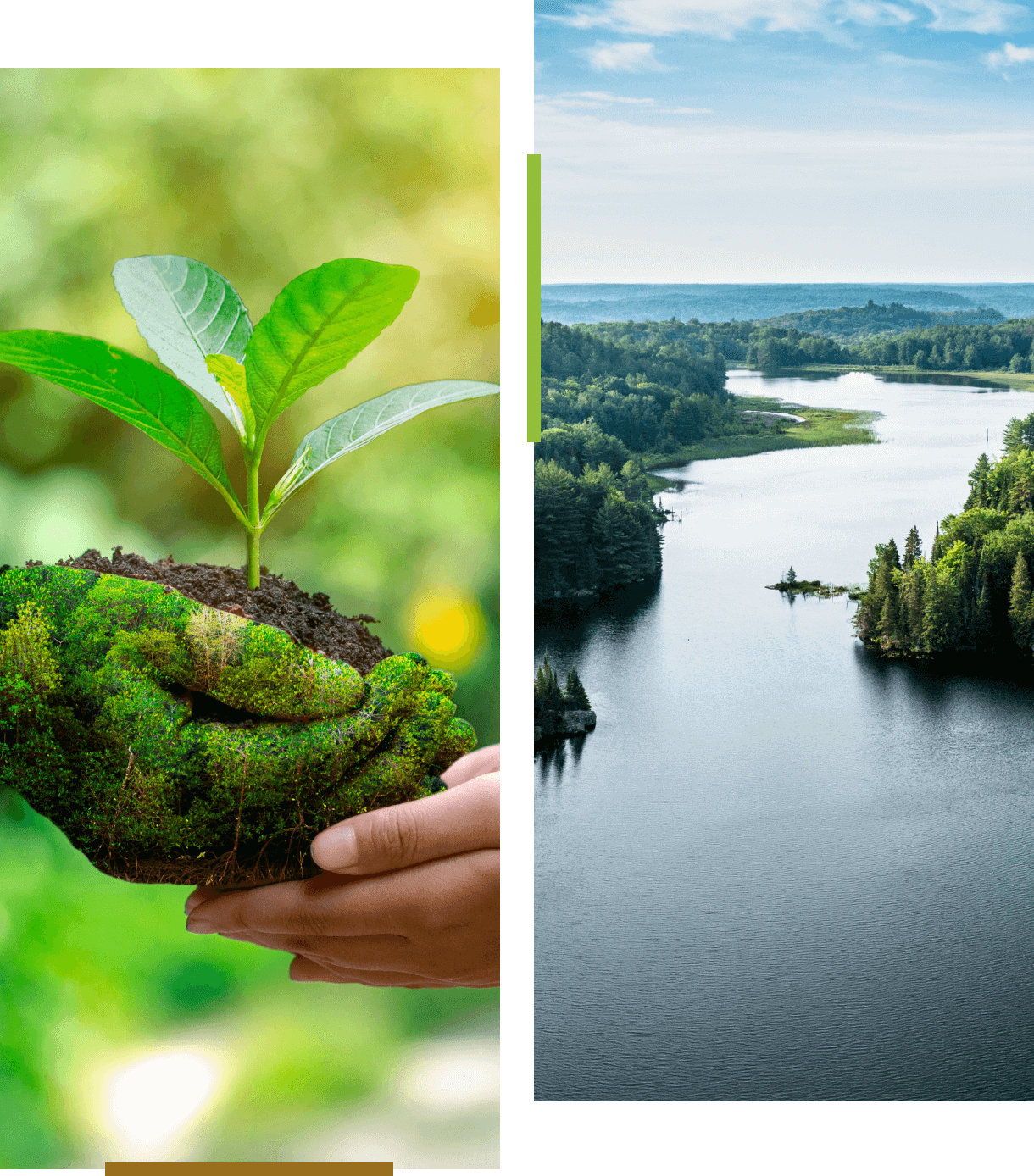 Hands holding plant beside serene river.