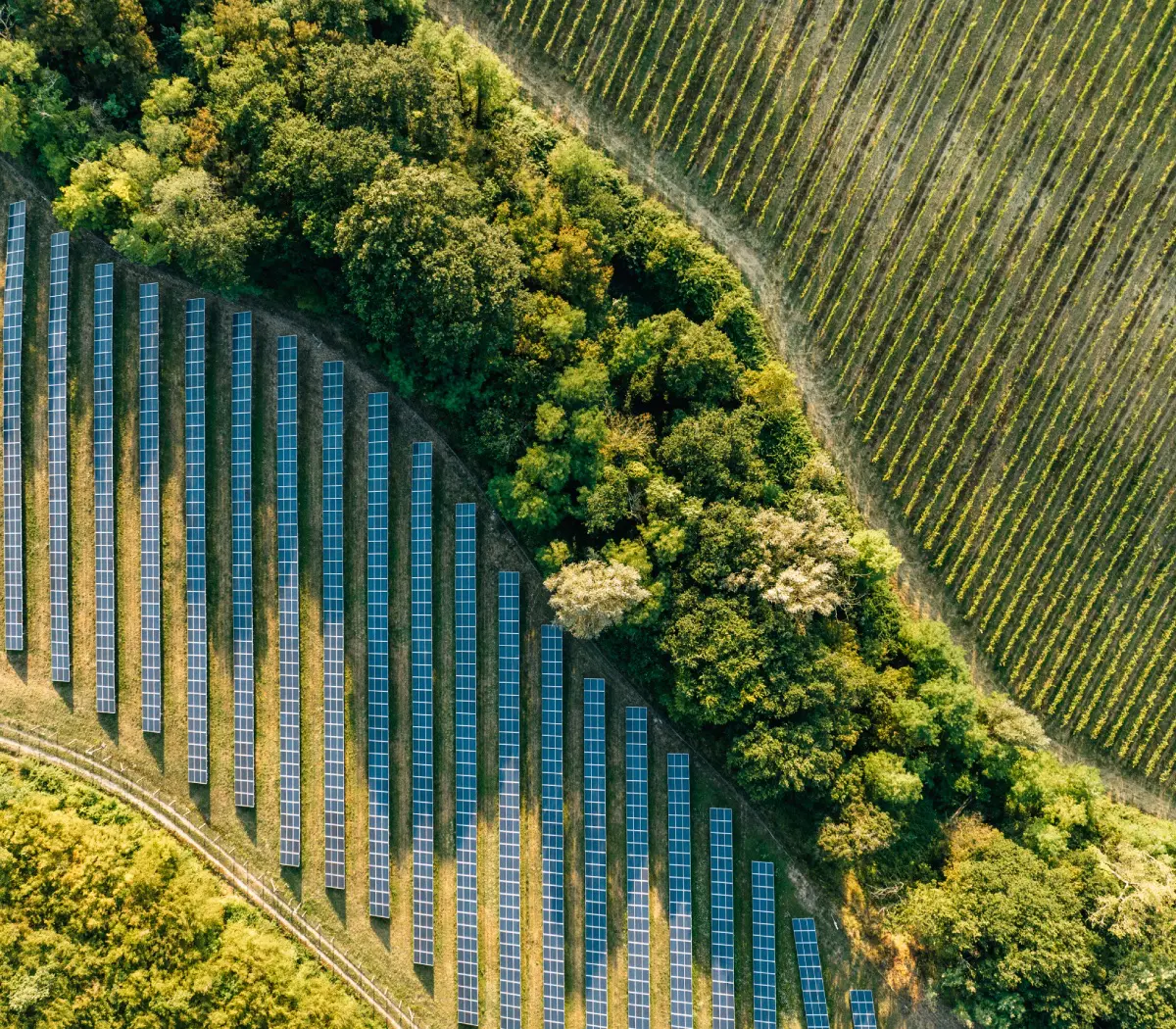 Aerial view of solar panels and trees.