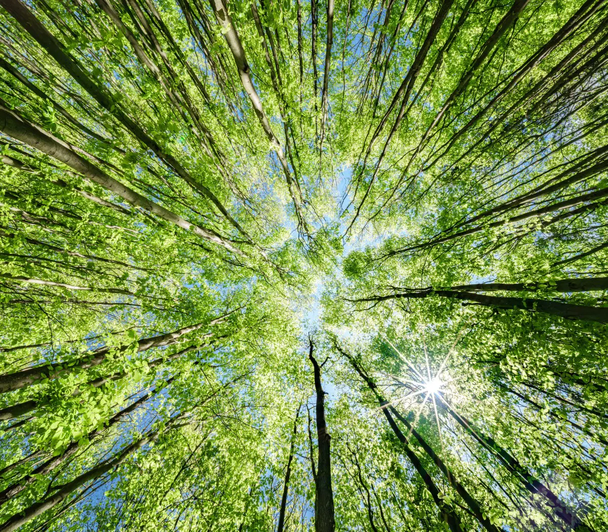 Looking up at sunlit green tree canopy.