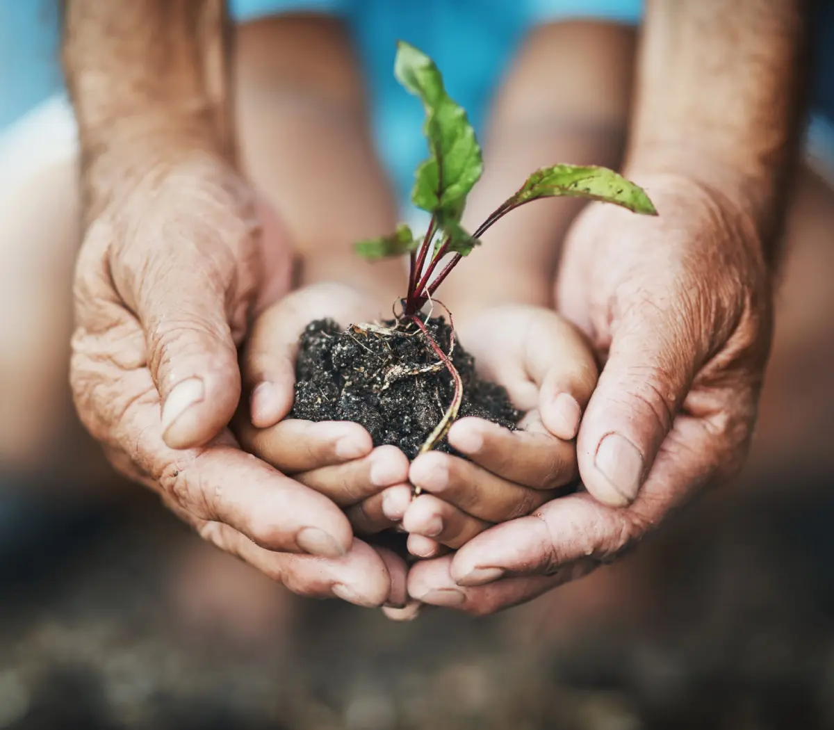 Hands holding soil with a small plant.